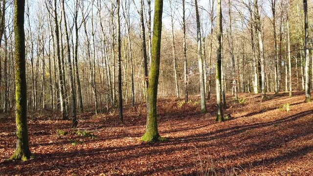 Bois foret automne automnal ch&ecirc;ne Belgique Wallonie