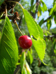 Wild beauty flower with nectar blooming