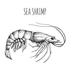 Shrimp. Sketch in vintage style for sea food restaurant menu design.