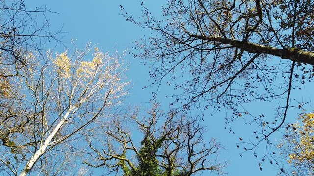 Bois foret automne automnal ch&ecirc;ne ciel