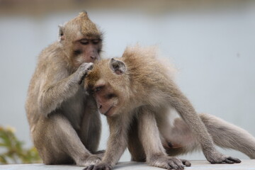 couple monkeys was take a bug 