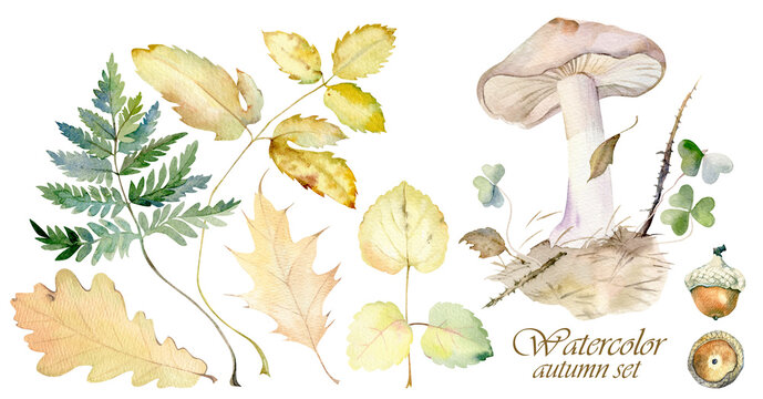 Watercolor composition of mushroom and leaves of forest plants