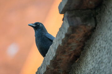 crow on a wall - self confidence