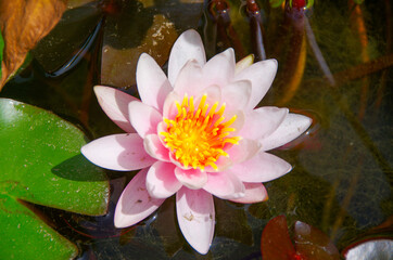Water lily blossom with green water lily leaf