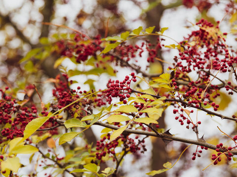 (zanthoxylum bungeanum oder piperitum) Szechuanpfeffer oder Pfefferstrauch genannt mit leuchtend roten Fr&uuml;chte oder kugeligen Beeren im September