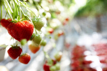 fresh strawberries packed for sale in a big greenhouse