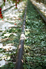 Cucumber growing in a nursery garden
