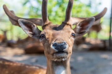 Animal from the Fasano safari zoo. Puglia