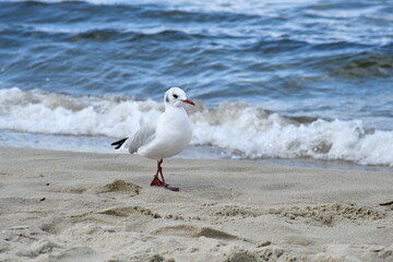 Close up on a grey and white seagull with red beak and legs walking along a sandy beach next to a Polish sea seen on a sunny summer day on a Polish countryside during a hike