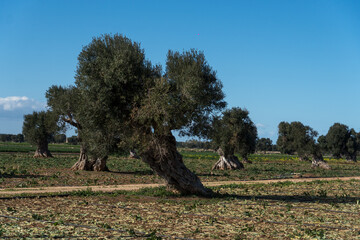 Olive trees in the countryside in Puglia (Apulia), south of Italy, a region known for exporting...