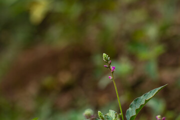 Beautiful small green and purple flower