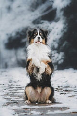 dog in snow, Australian shepherd