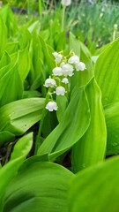 Fototapeta premium lily of the valley