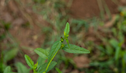 Small insect sitting on top of green branch