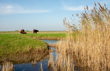 Brown cows grazing on grassland next to a stream ,with a clear blue sky above, at Fairfield in...