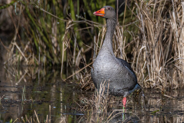 Graugans im Feuchtgebiet.