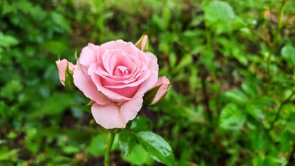 pink rose