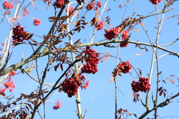 Red rowan berries on the rowan tree branches