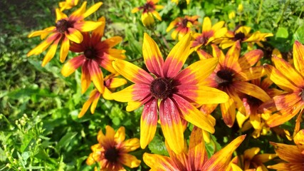 yellow flowers