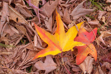 Hojas otoño secas ocre dorado autumn 