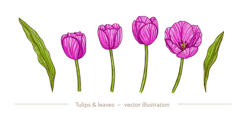 Hand drawn tulips flower and leaves set. Pink and green colors with line art, vector illustration. Separate items, fully customization. Best for invitation, print, card, poster.
