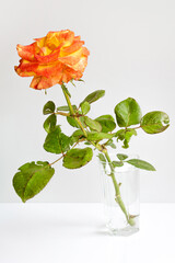 romantic still life. bright rose in glass on white background