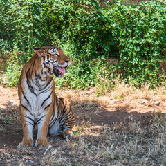 Animals from the Fasano safari zoo. Puglia