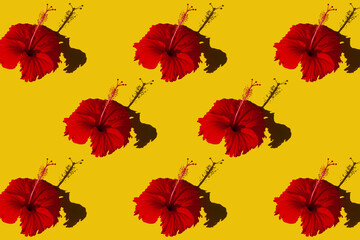 Fototapeta na wymiar big red tropical flowers with hard shadows on a bright yellow background. flat lay, top view.