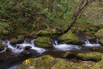 small creek running through thick and dense forest with moss covered rocks