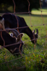 Zwei grasende Ziegen Hinter einem Zaun