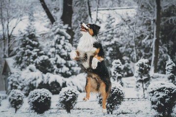 dog playing in snow, Australian shepherd