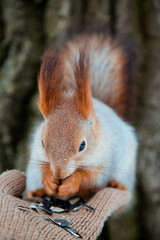 Red squirrel in winter eating sunflower seeds from the woman's hand wearing knitted beige glove with the bid tree on the background. The squirrel  sits on tree in the winter or autumn.  