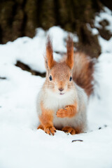 Red squirrel in winter eating sunflower seeds from the woman's hand wearing knitted beige glove with the bid tree on the background. The squirrel  sits on tree in the winter or autumn.  