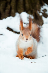 Red squirrel in winter eating sunflower seeds from the woman's hand wearing knitted beige glove with the bid tree on the background. The squirrel  sits on tree in the winter or autumn.  
