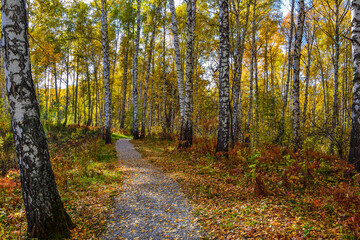Gravel winding path through the autumn colorful forest on hill. White trunks and golden foliage of birch trees, green needles of pines, red dry grass and blue sunny sky - wonderful fall landscape