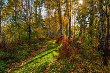 Pathway through autumn colorful birch forest lit by sunbeams. Idyllic landscape in fall golden birch grove. Magic sunlight and shadows - fairy tale of autumnal woodland. Beauty of nature