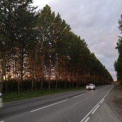 The sun shines through the grove