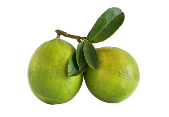 Two fresh lemons on a branch with leaves isolated on white background