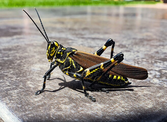 grasshopper