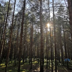 the sun shines through the grove