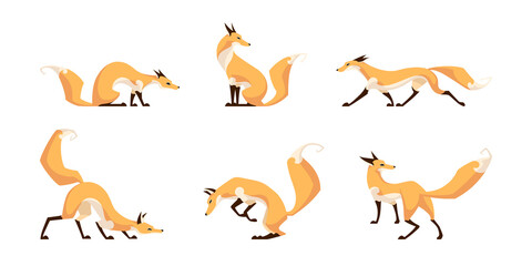 Red fox. Set of cute graceful foxes.