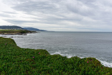 flower heath and view of the wild coast in Galicia