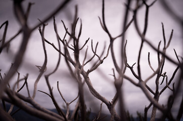 branches of a tree - leafless 