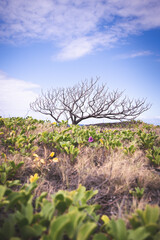 lonely tree on a sea coast