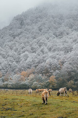 Fototapeta premium cows grazing in a mountain valley with snow white slopes
