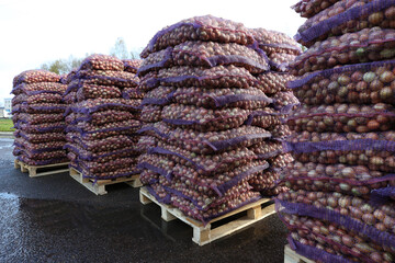 Onion bags are loaded on pallets for transportation