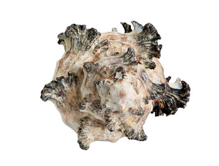 seashell from the  Sea isolated on white background