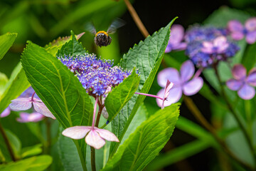 ガクアジサイに飛んできたクマバチ