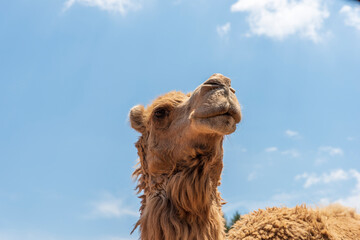 Animals from the Fasano safari zoo. Puglia