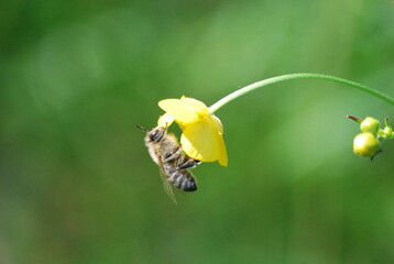 bee on yellow flower